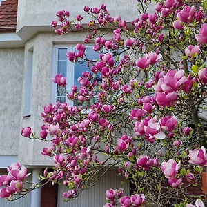 Magnolia Sopot